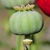 CRW_8099